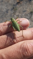 Ephippiger diurnus diurnus