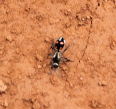 Traumatomutilla spectabilis