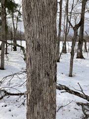 Ostrya virginiana image