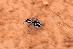 Traumatomutilla spectabilis