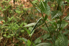 Desmia deploralis