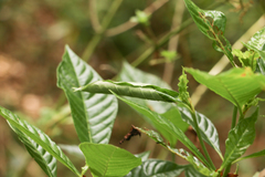 Desmia deploralis