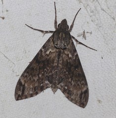 Psilogramma menephron