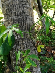 Syngonium angustatum