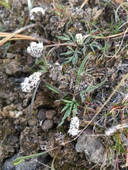 Lomatium gormanii