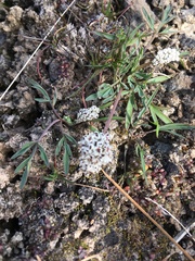Lomatium gormanii