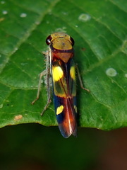 Dilobopterus exaltatus