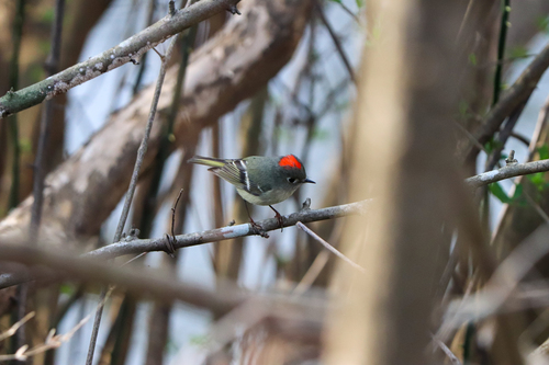 Ruby-crowned Kinglet photographed in Georgia