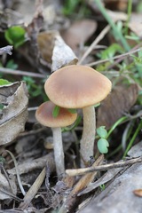 Psathyrella spadiceogrisea