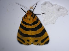 Amphicallia bellatrix