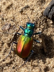 Cicindela scutellaris scutellaris