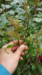 Streblus heterophyllus