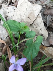 Viola edulis