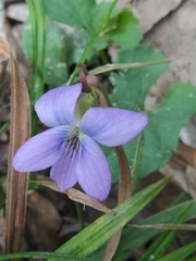 Viola edulis