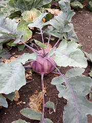Brassica oleracea