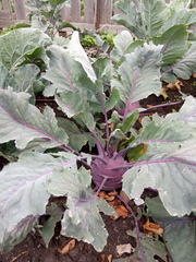 Brassica oleracea