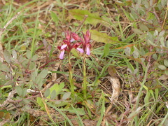 Anacamptis papilionacea papilionacea
