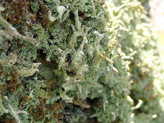 Cladonia cenotea