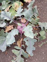 Brassica oleracea