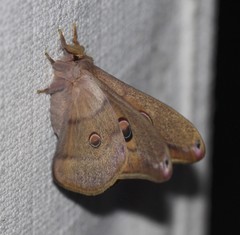 Opodiphthera rhythmica