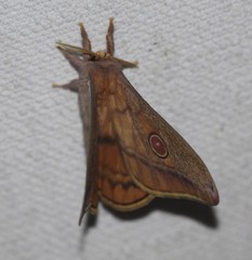 Opodiphthera rhythmica