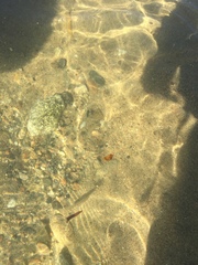 Pantosteus santaanae