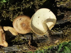 Lentinus substrictus