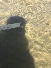 Pantosteus santaanae