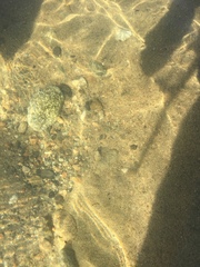 Pantosteus santaanae