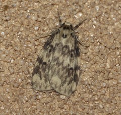 Hectobrocha subnigra