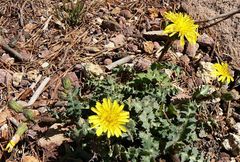 Sonchus asper glaucescens