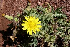 Sonchus asper glaucescens