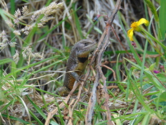 Stenocercus guentheri