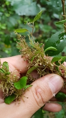 Streblus heterophyllus