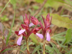 Anacamptis papilionacea papilionacea