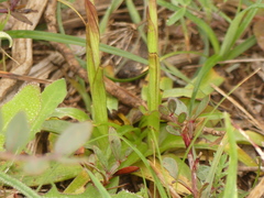 Anacamptis papilionacea papilionacea