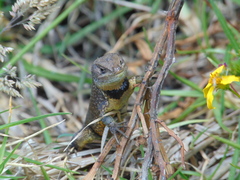 Stenocercus guentheri