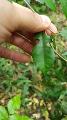 Streblus heterophyllus