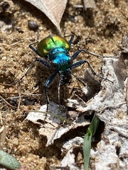 Cicindela scutellaris scutellaris