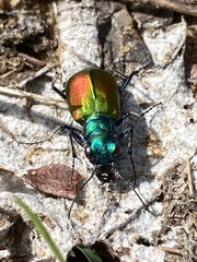 Cicindela scutellaris scutellaris