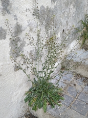 Capsella bursa-pastoris