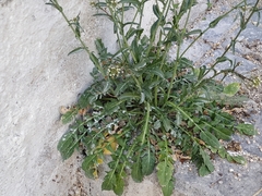 Capsella bursa-pastoris