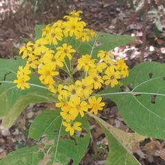 Rumfordia floribunda