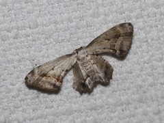 Phazaca leucocephala