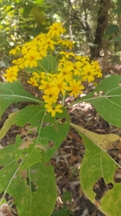 Rumfordia floribunda