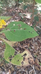 Rumfordia floribunda