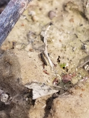 Nebriinae