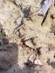 Nebriinae