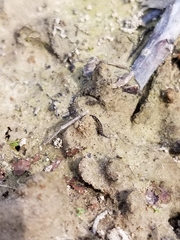 Nebriinae