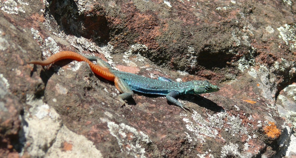 Soutpansberg Flat Lizard